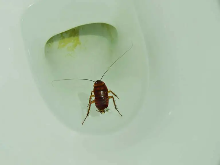 Do Cockroaches Clean Themselves?