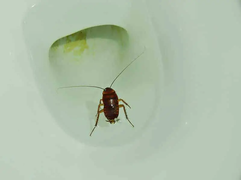 cockroach in a toilet about to be flushed