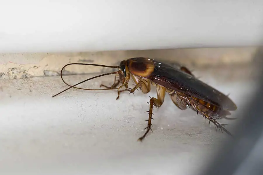 How do cockroaches use their antennae?