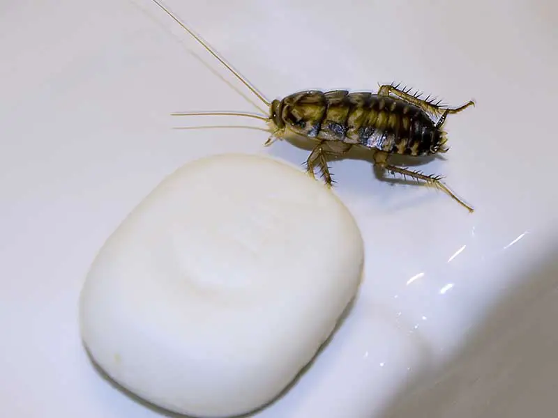 a cockroach next to bar of soap