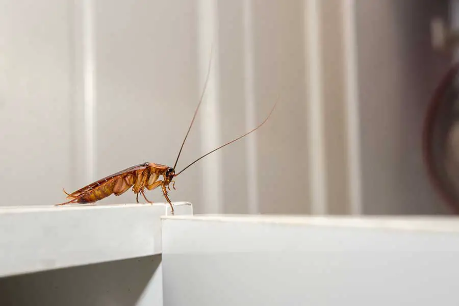 cockroach on kitchen cabinet