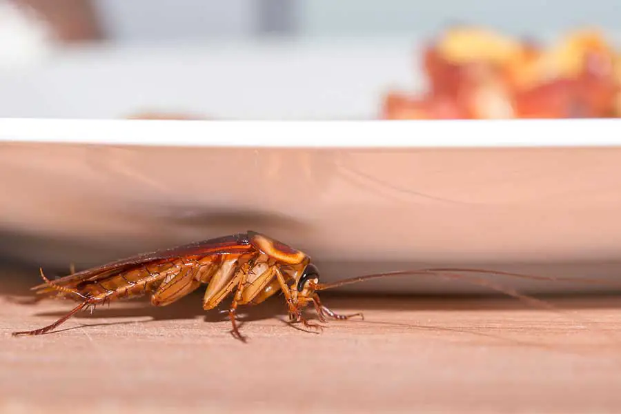 cockroach hiding in kitchen