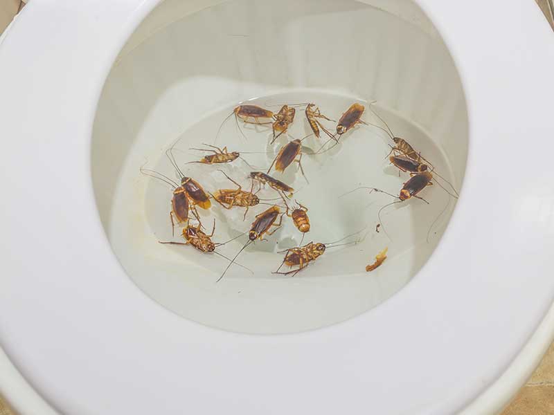 Many cockroaches in a toilet about to be flushed 