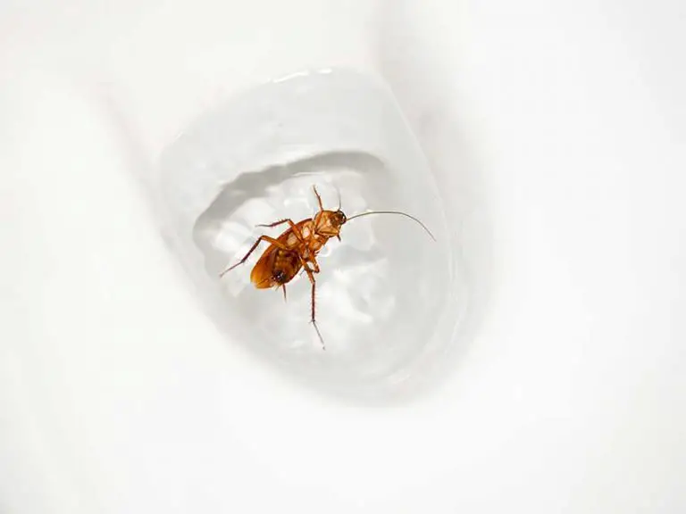 Can You Flush A Cockroach Down The Toilet?