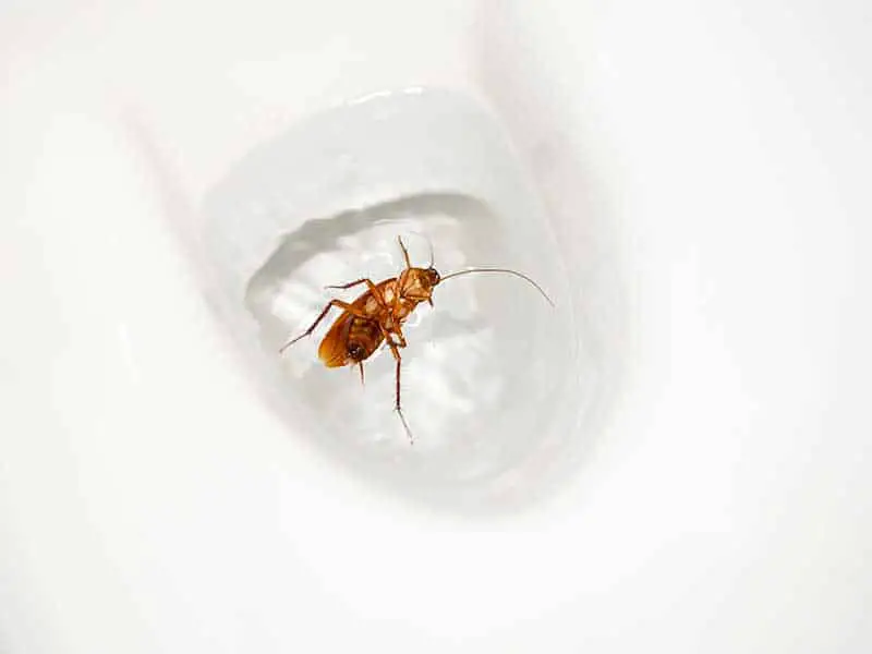 single cockroach in a toilet
