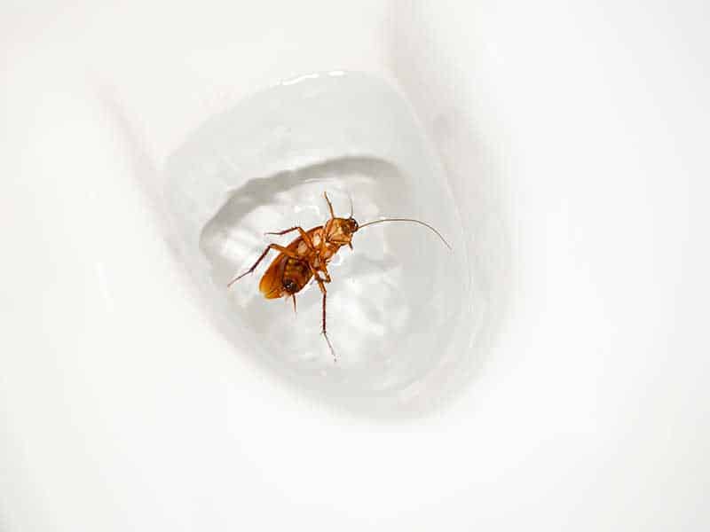 single cockroach in a toilet