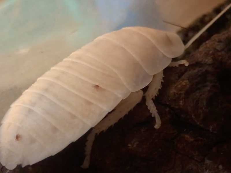 white albino roach