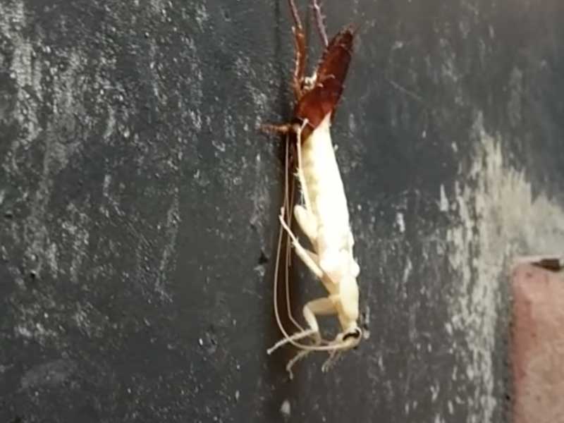 white cockroach molting