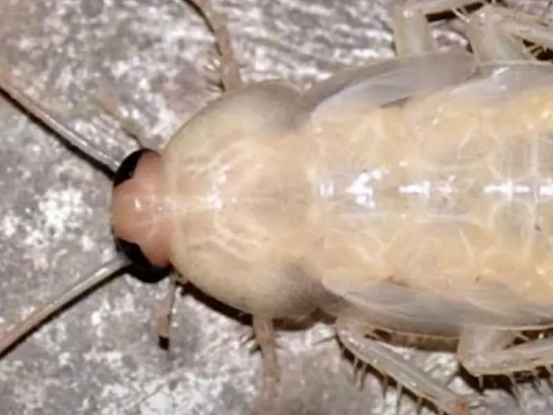 white cockroach
