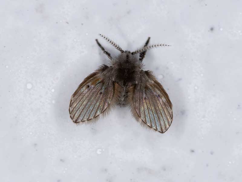 drain fly in bathroom