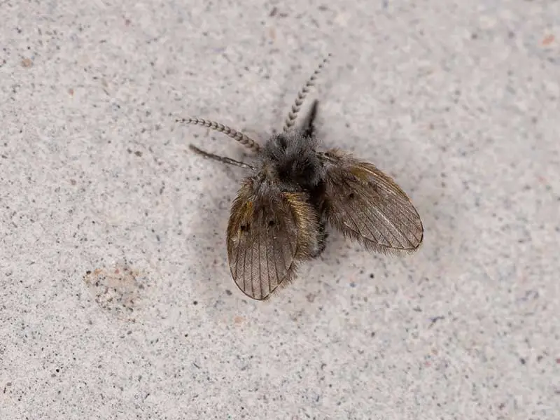 drain fly in kitchen