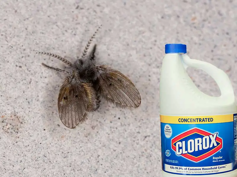Will bleach kill drain flies?