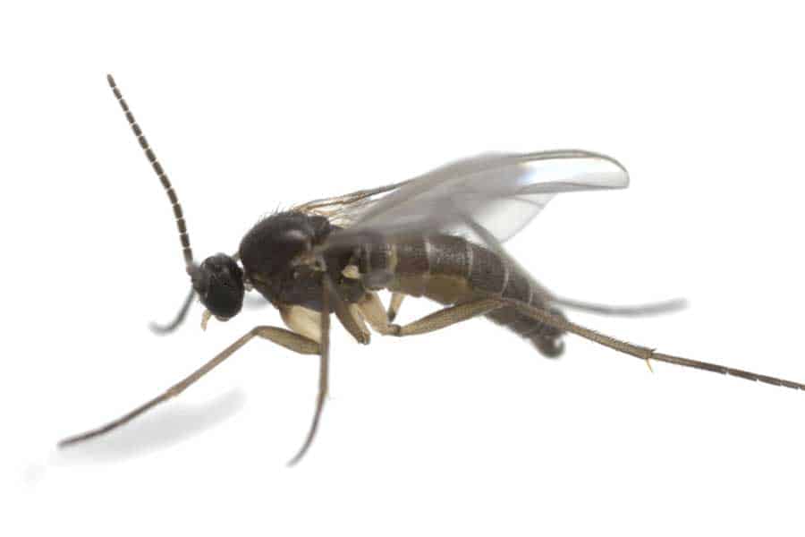 Fungus Gnat