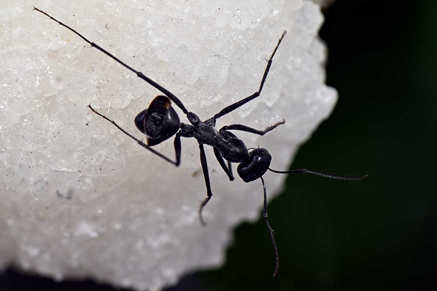 Does Salt Kill Ants? Pest Control Options