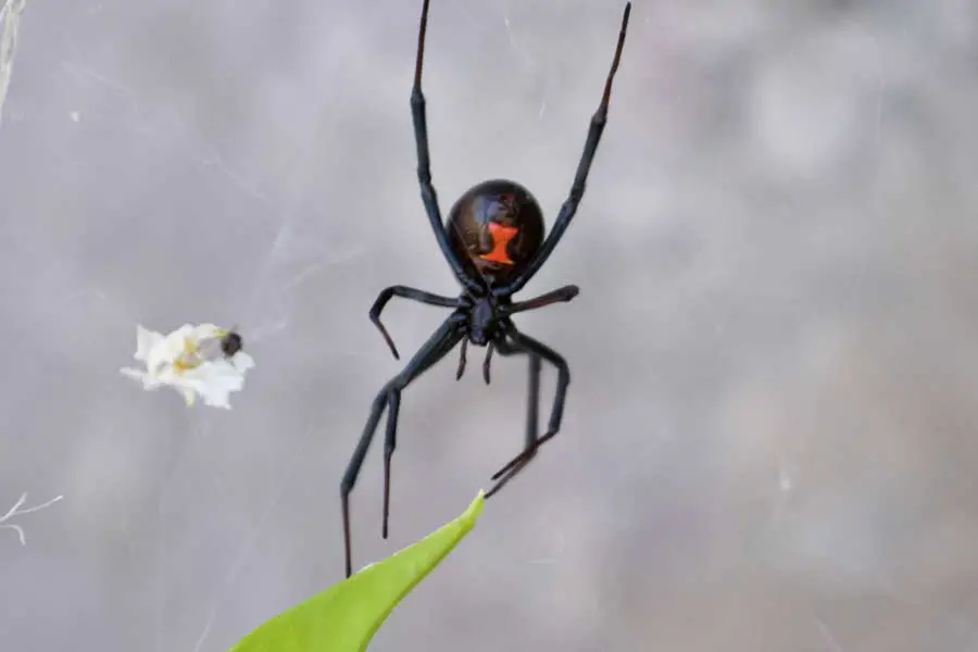 black widow spider