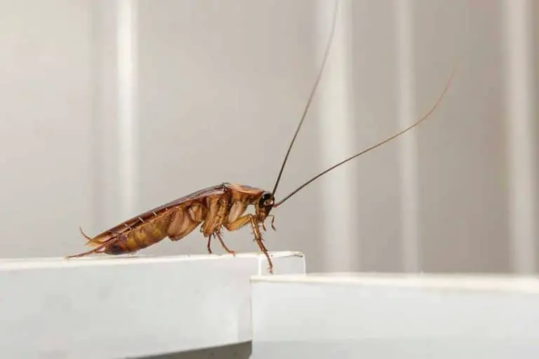 How Do Cockroaches Use Their Antennae?