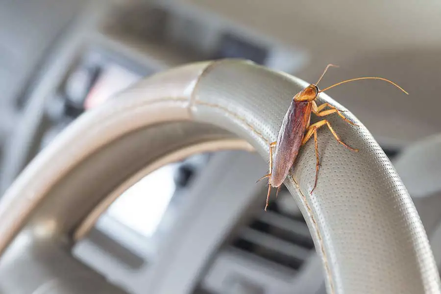 cockroach car steering wheel