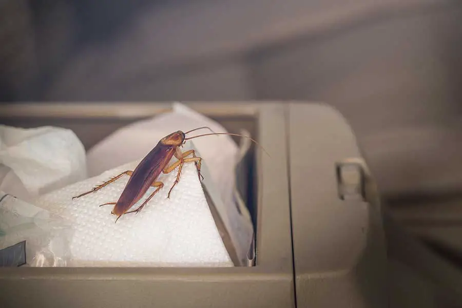 How to get rid of roaches in car