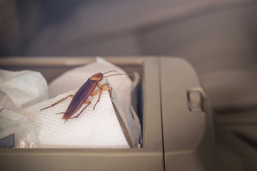 Cockroach In Car 