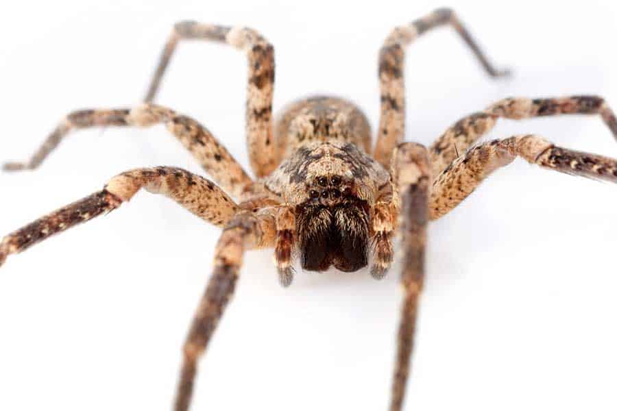 house spider