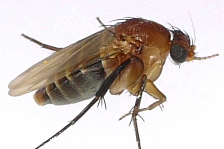 Phorid Fly