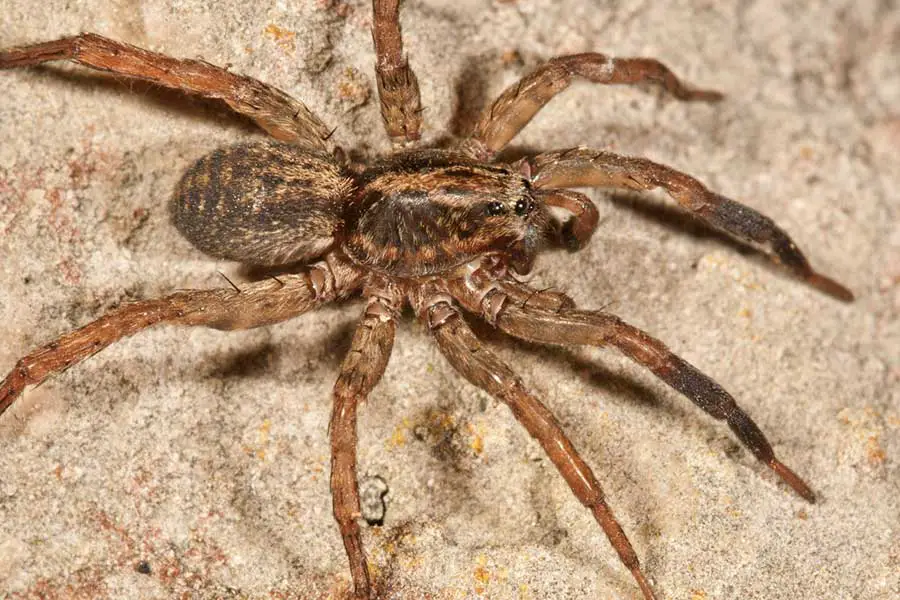 wolf spider