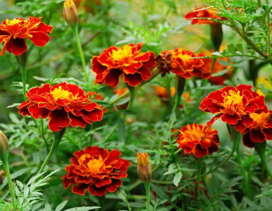 do-marigolds-deter-aphids-pest-control-options