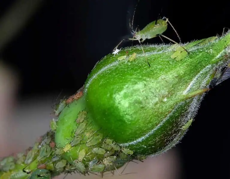 What Do Aphids Eat?