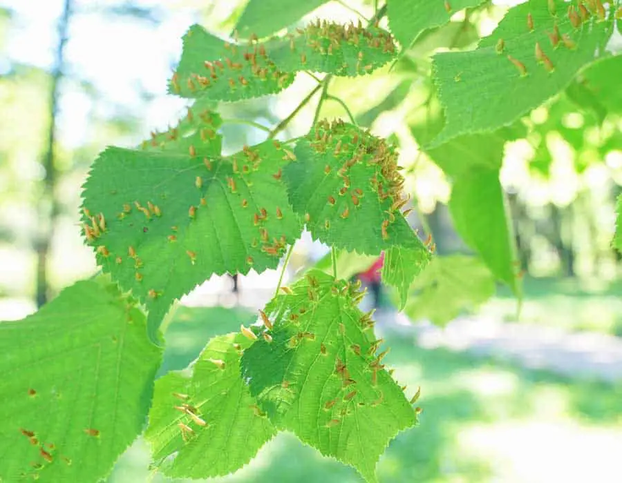 Can Aphids Kill a Tree?