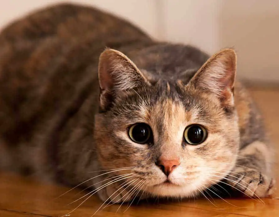 slug pellet poisoning in cats