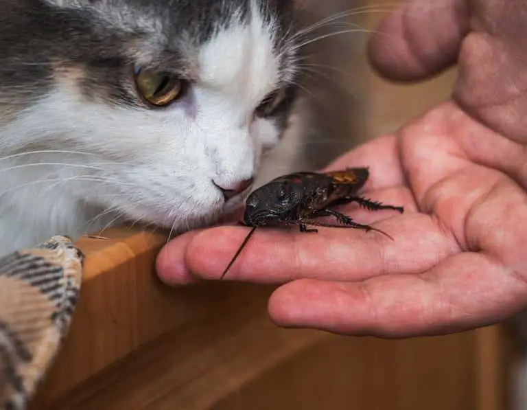 Cats Hunting Roaches: Can Cats Eat Cockroaches?