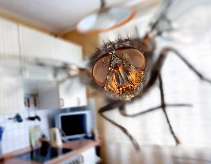 How Do Flies Get in Your Home? 