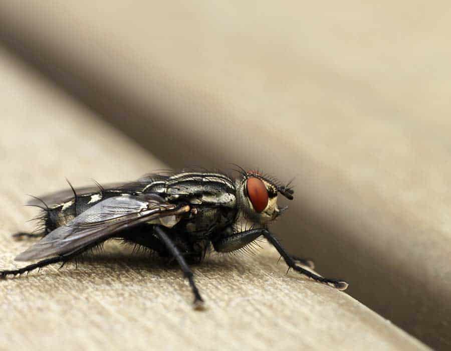 Housefly 