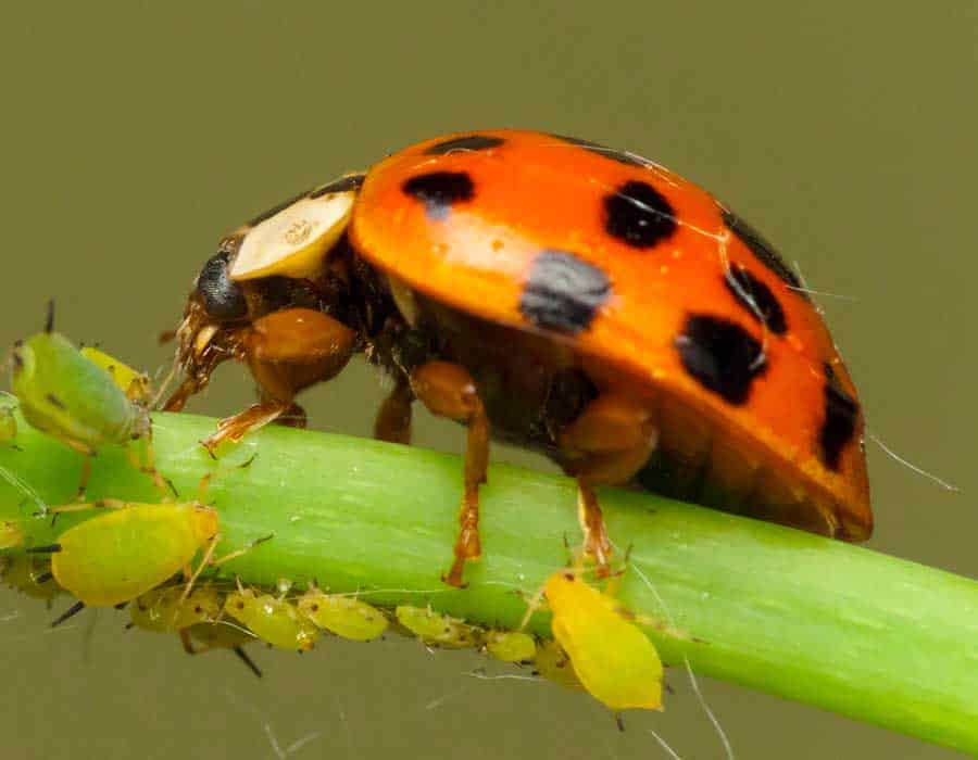 ladybug eating aphids