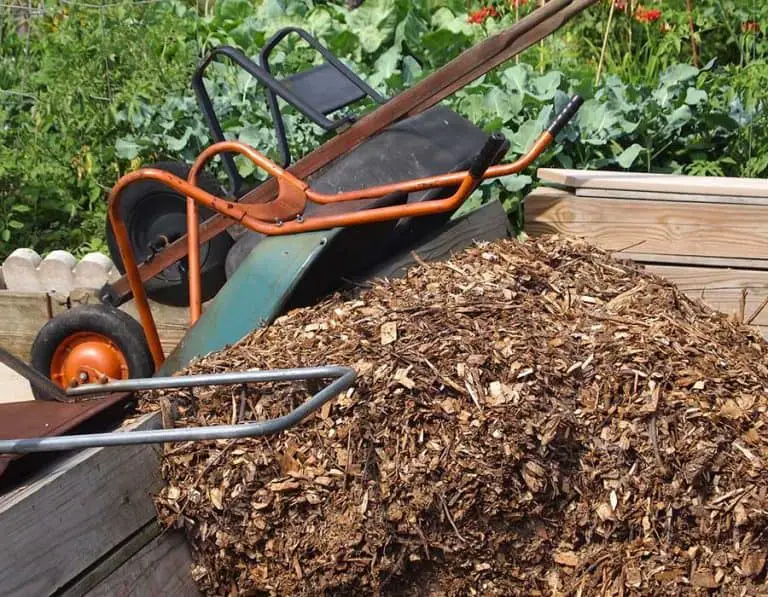 Does Mulch Attract Roaches?