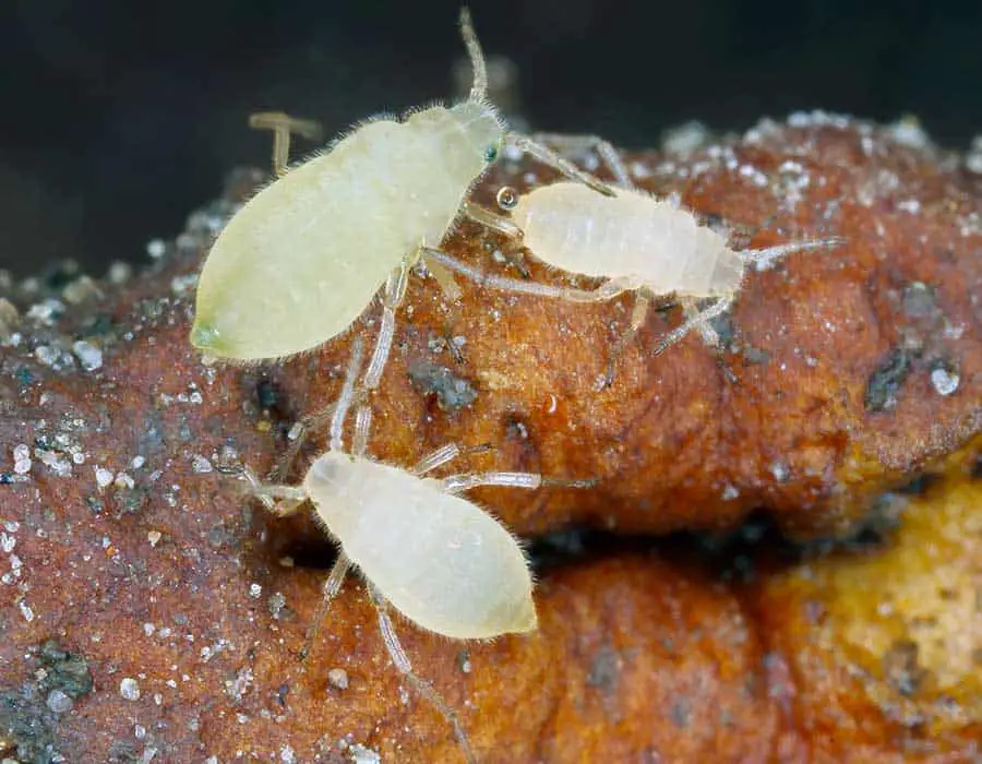 root aphids in soil