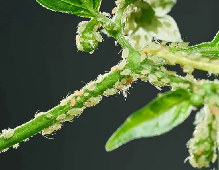 Do Aphids Jump?
