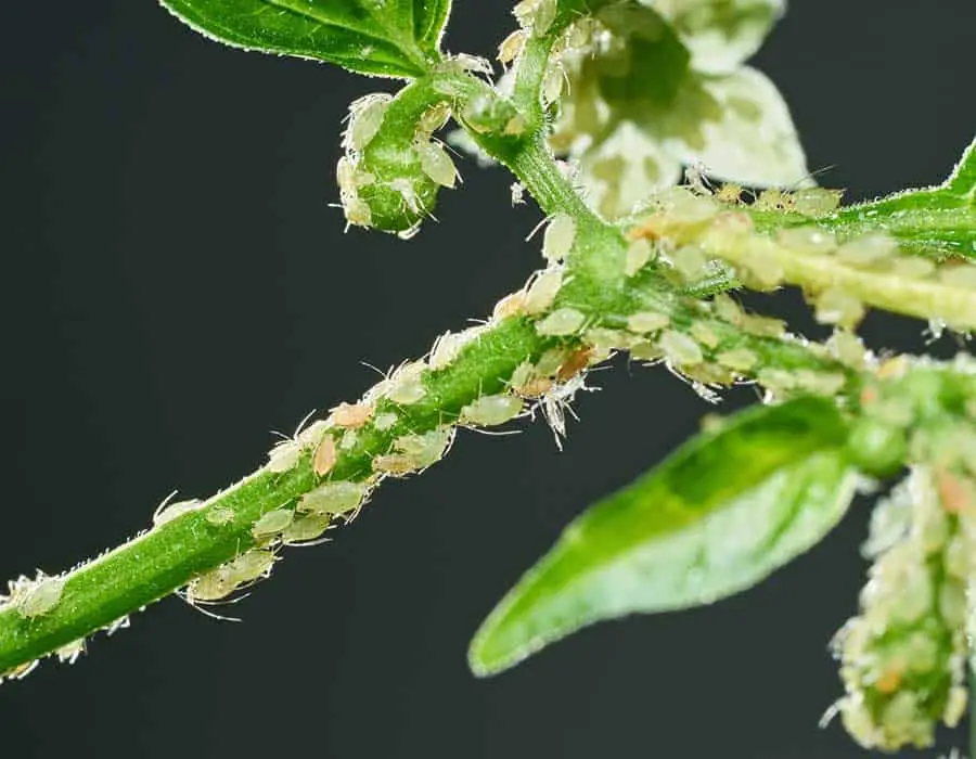 Where Do Aphids Lay Eggs?