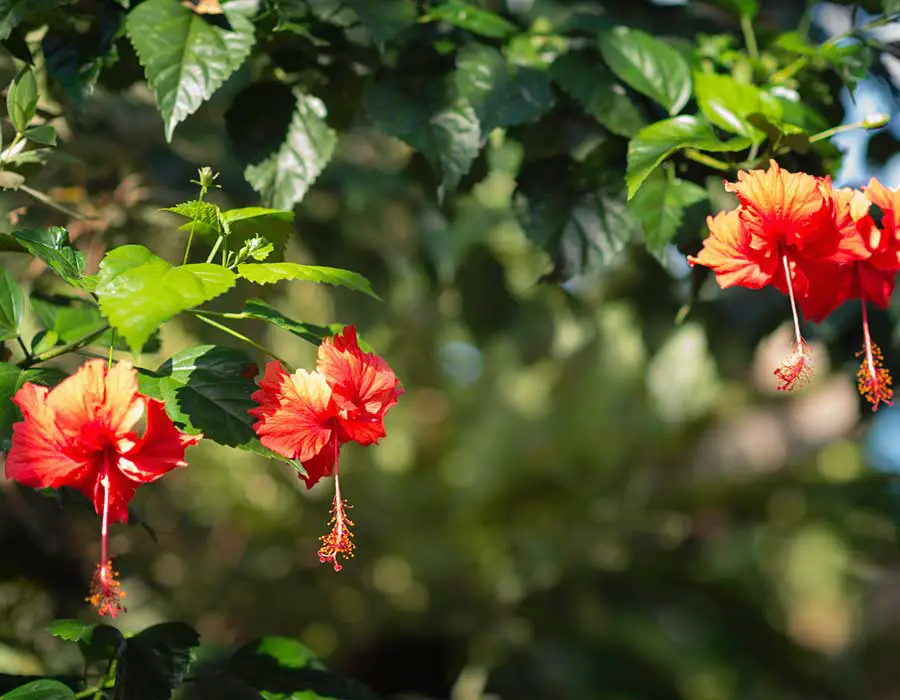 How to Get Rid of Aphids on Hibiscus