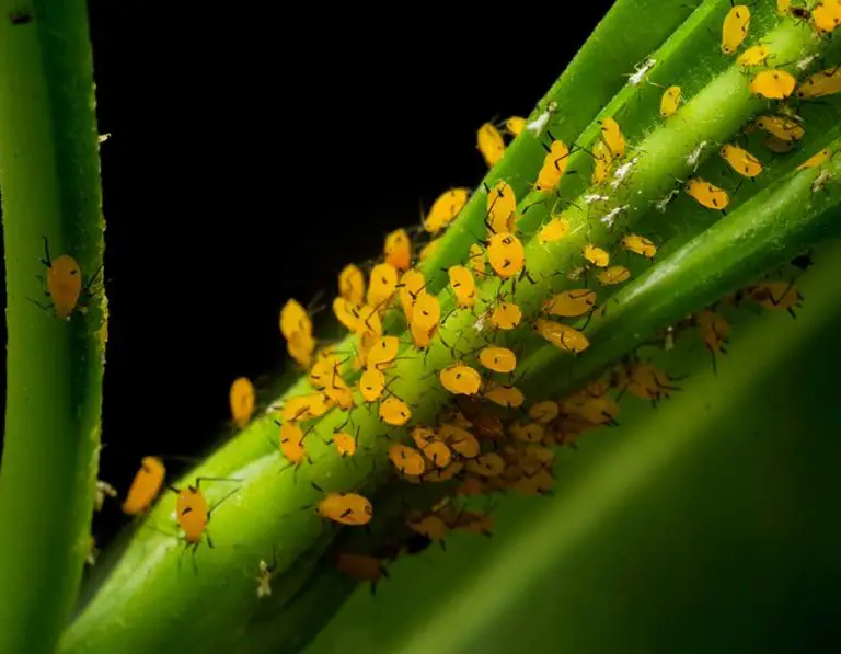 How to Get Rid of Aphids on Milkweed (Step by Step Guide)