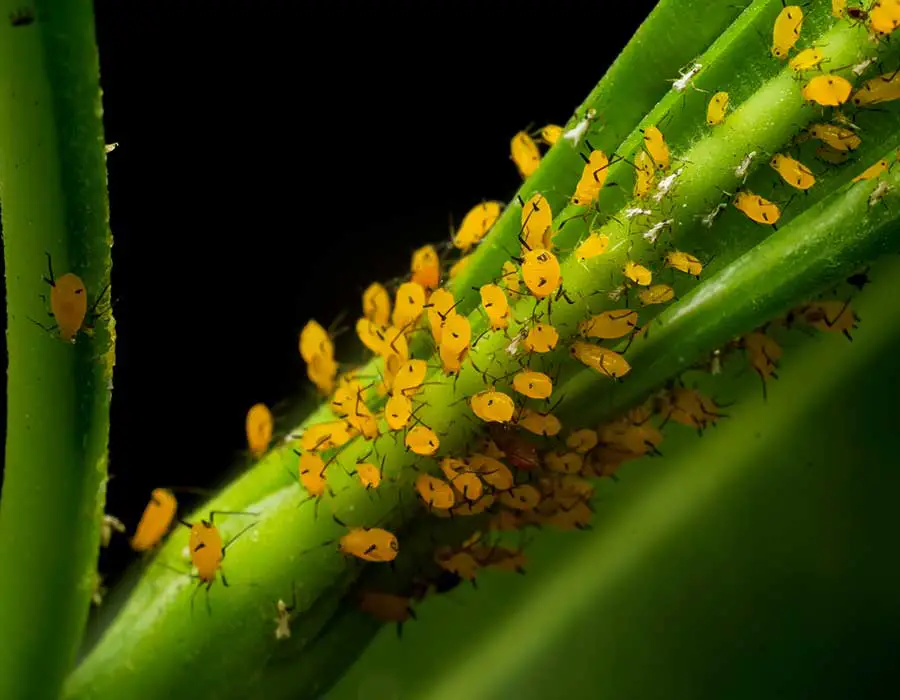 What's Eating My Marigolds?