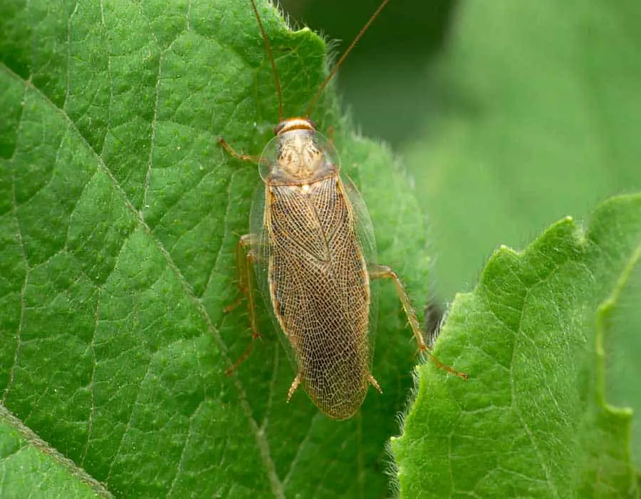 Pennsylvania Wood Cockroach 