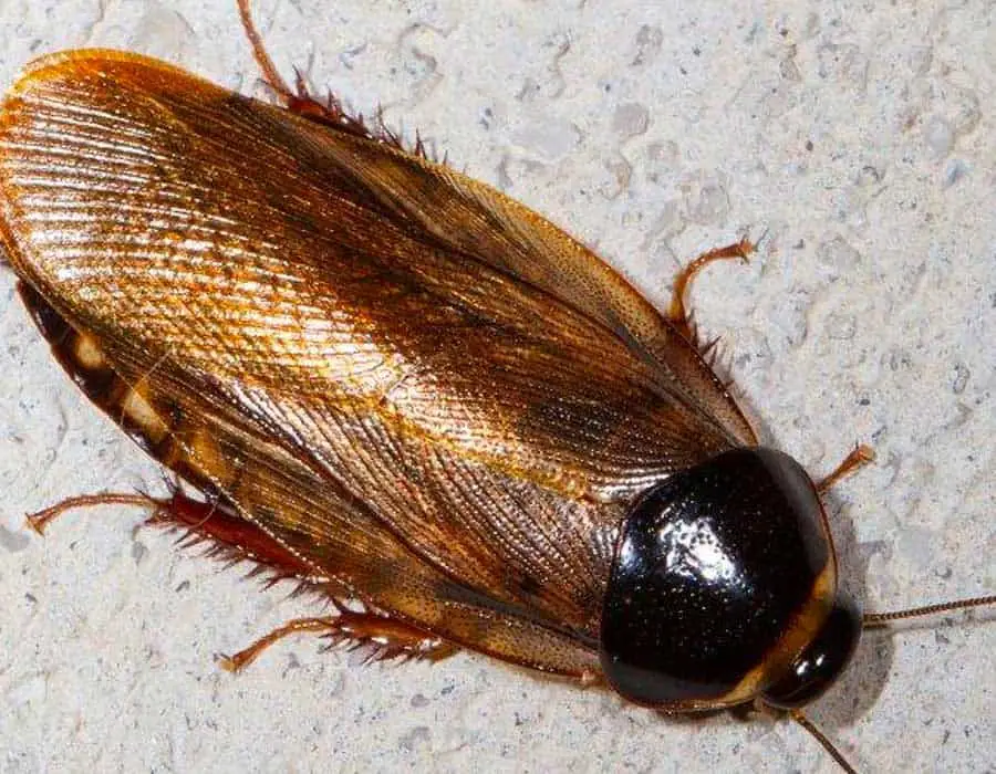 Surinam cockroach