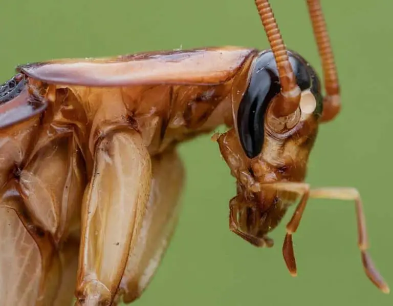 Do Cockroaches Have Brains? Are They Smart?