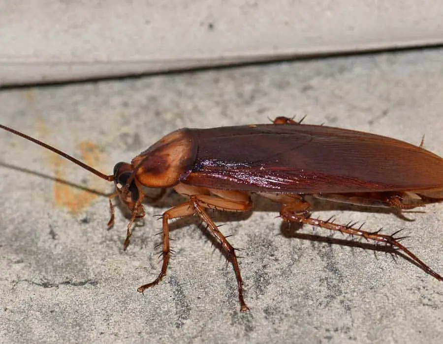 american cockroach