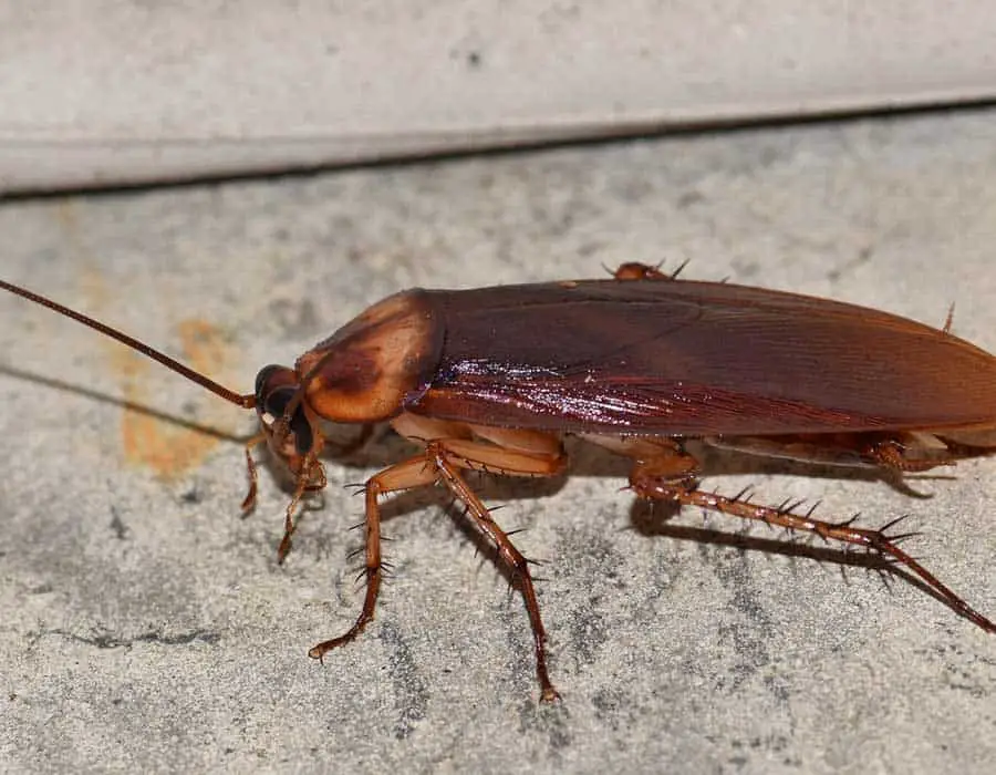 American Cockroach On Floor 