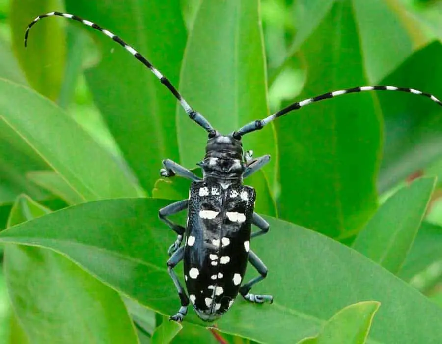 Asian longhorn beetles