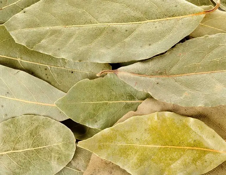 Do Bay Leaves Repel Roaches?