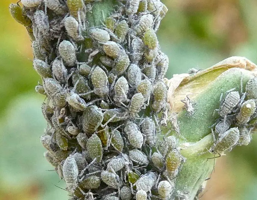cabbage aphids