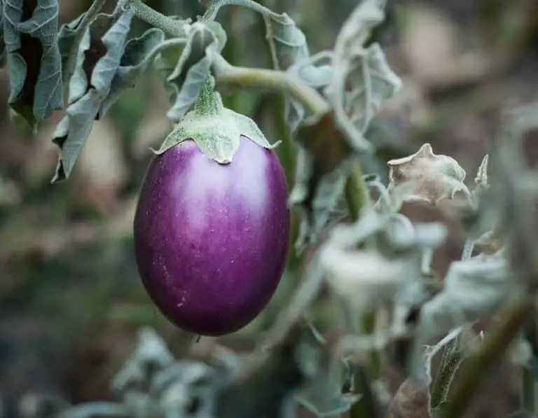 Eggplant Pests and Diseases that Can Kill Your Harvest